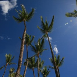 palm trees